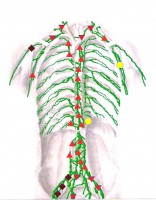 /album/fotogaleria-celkovy-stav-organizmu/oberon-lymf-hrud-jpg1/